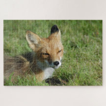Fox Closeup, Brooks Herfsten Alaska