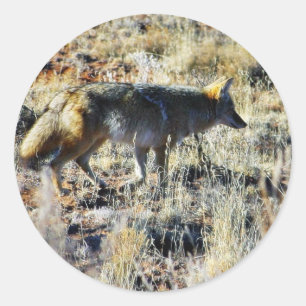 Fox coyotes Wild Anilmal in Field Ronde Sticker