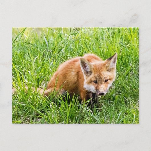 Fox Cub Briefkaart (Voorkant)