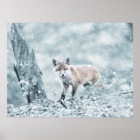 Fox Cub in de sneeuw Poster (Voorkant)