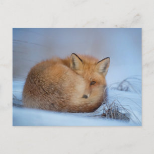 Fox dans la carte postale photo neige