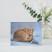 Fox dans la carte postale photo neige (Debout devant)