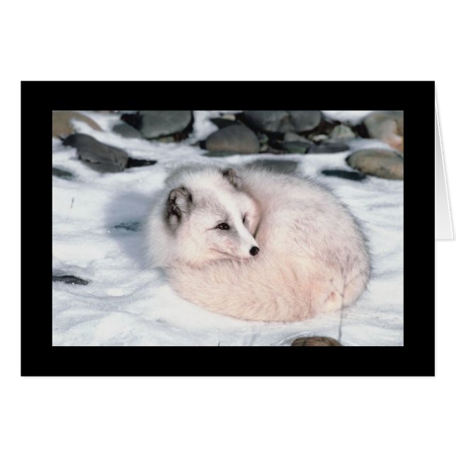 Fox de neige (Devant horizontal)