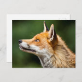 Fox die omhoog kijkt briefkaart (Voorkant / Achterkant)