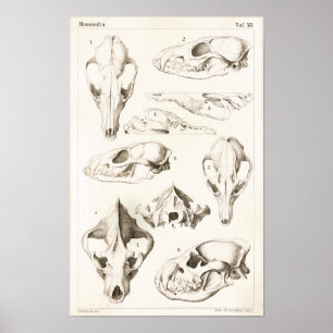 Fox en Hyena Skulls Veterinary Anatomy Print