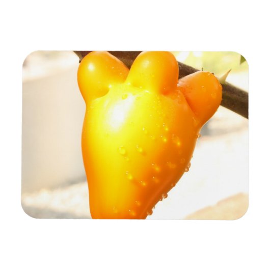 Fox Face Fruit Magneet (Horizontaal)