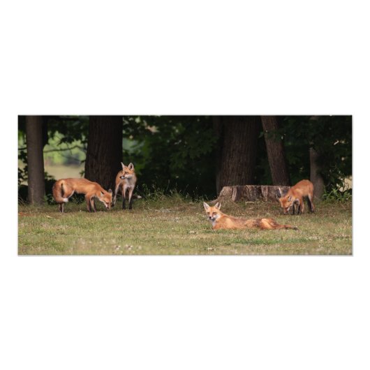 Fox Family Outing Foto Afdruk (Voorkant)