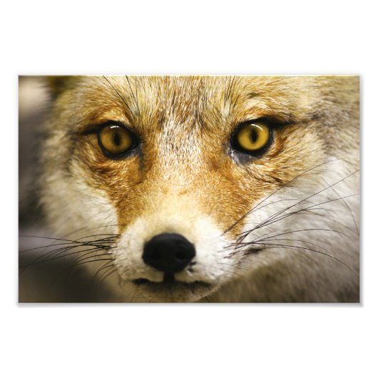 Fox foto Fox Face Print Afdruk (Voorkant)