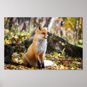 Fox in Bossen - Poster