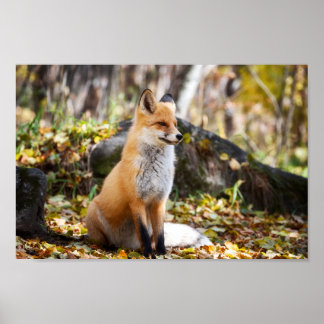 Fox in Bossen - Poster