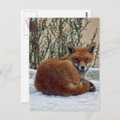 Fox in de sneeuw briefkaart (Voorkant / Achterkant)