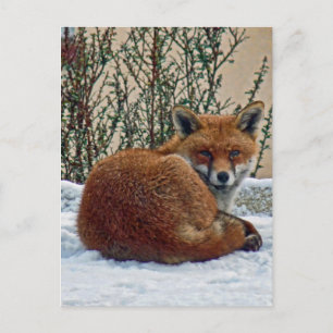 Fox in de sneeuw briefkaart