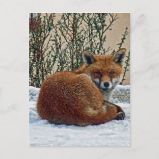 Fox in de sneeuw briefkaart