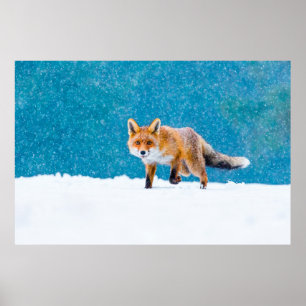 Fox in de winter. Rode vos, Vulpes vulpes, sluipsc Poster