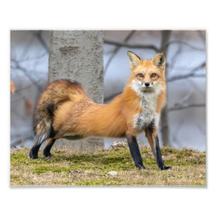 Fox in een stretch foto afdruk
