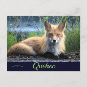 Fox in Percé Quebec Canada Briefkaart