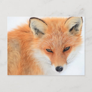 Fox in sneeuw briefkaart