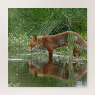 Fox in vijver legpuzzel