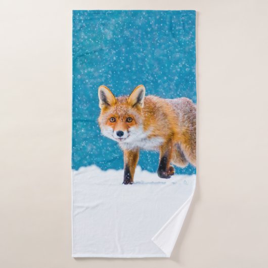Fox in winter. Red fox, Vulpes vulpes, sniffs abou (Serviette de bain)