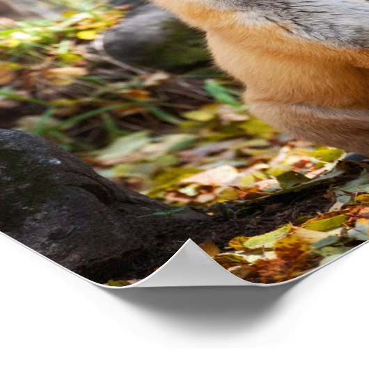 Fox in Woods - Poster (Coin)