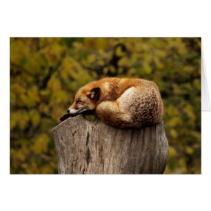 Fox-kaart - altijd leeg - douanekaart