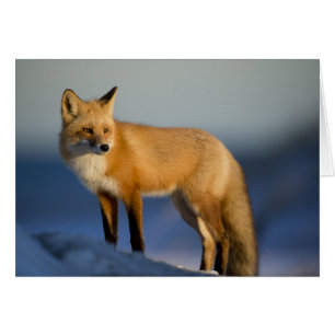 Fox-kaart - altijd leeg - douanekaart