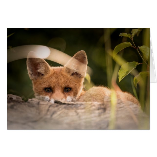 Fox-kaart - altijd leeg - douanekaart (Voorkant Horizontaal)