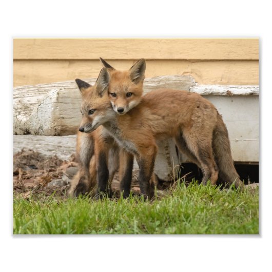 Fox-kit Foto Afdruk (Voorkant)
