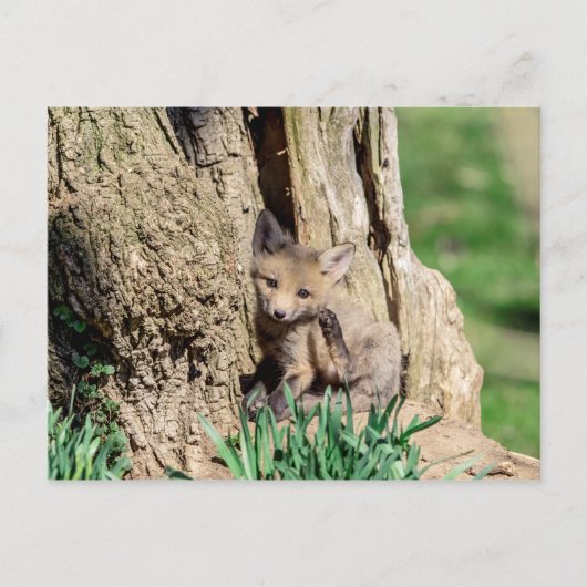Fox Kit in de Hudson-vallei Briefkaart (Voorkant)