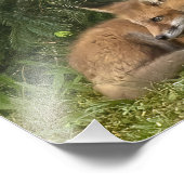 Fox Kit Pals Foto Afdruk (Hoek)