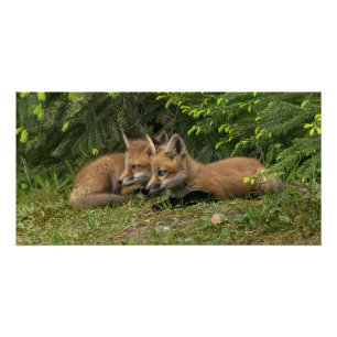 Fox Kit Pals Perfect Poster
