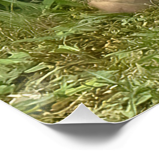 Fox Kit Pals Perfect Poster (Hoek)