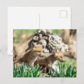Fox Kits in de Hudson-vallei Briefkaart (Voorkant / Achterkant)