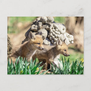 Fox Kits in de Hudson-vallei Briefkaart