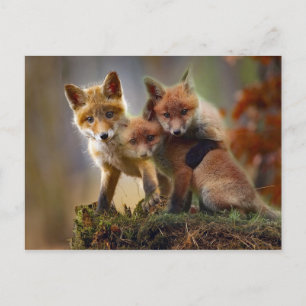 Fox Kits Photo Briefkaart