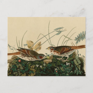 Fox-kleurige mousine briefkaart