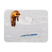Fox Leap | Yukon, Canada Magneet (Horizontaal)