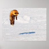 Fox Leap | Yukon, Canada Poster (Voorkant)