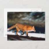Fox loopt in sneeuw briefkaart (Voorkant / Achterkant)