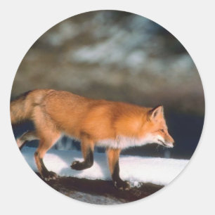 Fox loopt in sneeuw ronde sticker