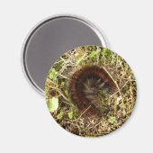 Fox Moth Caterstone Magnet Magneet (Voorkant / Achterkant)