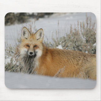 Fox Muismat