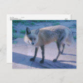 Fox op Porch Briefkaart (Voorkant / Achterkant)
