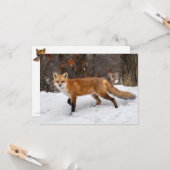 Fox op sneeuw kaart (Voorkant / Achterkant in situ)