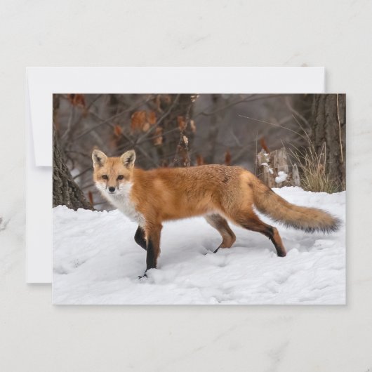 Fox op sneeuw kaart (Voorkant)