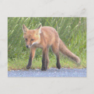 Fox Photo Briefkaart