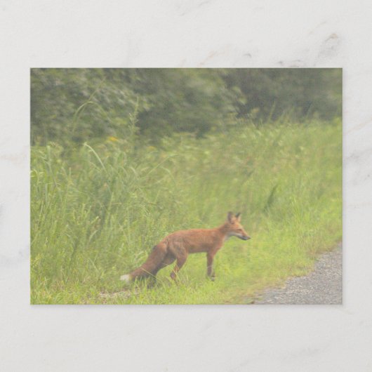 Fox Photo Briefkaart (Voorkant)