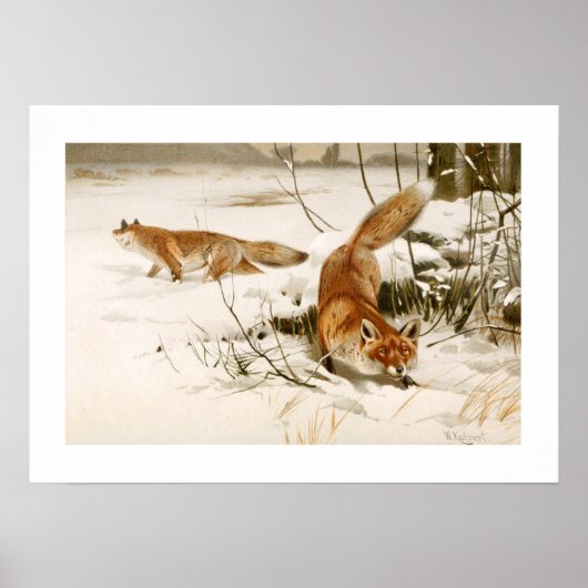 Fox Poster (Voorkant)