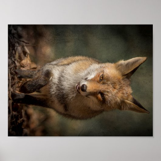 Fox Poster (Voorkant)