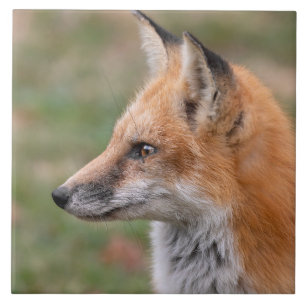 Fox Profile keramische teile Tegeltje